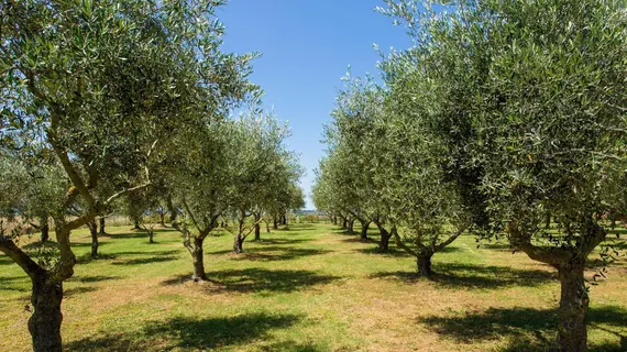 Agriturismo Frattavecchia | Umbria - Perugia (vilayet) - Castiglione del Lago