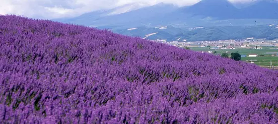 Pension Gooseberry | Hokkaido - Furano