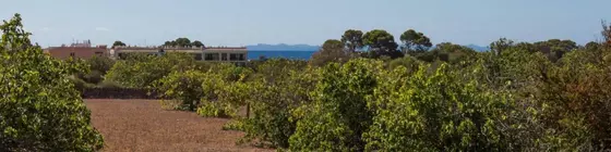 Hort de Son Fideu | Balearic Adaları - Mayorka Adası - Campos - Migjorn