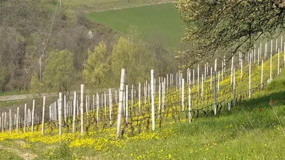 Agriturismo Costa dei Platani | Piedmont - Alessandria (il) - Acqui Terme