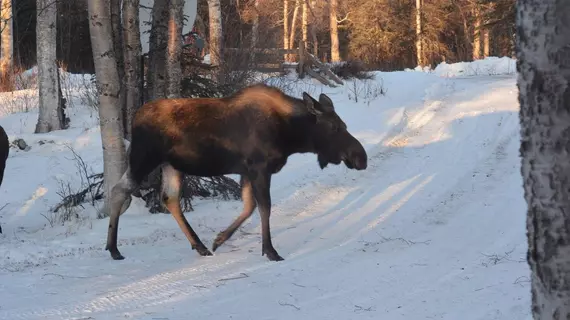 Moose Wallow Cabins | Alaska - Anchorage (ve civarı) - Palmer