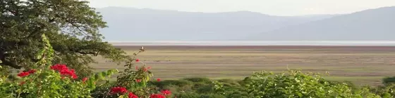 Manyara Wildlife Safari Camp | Arusha Bölgesi - Manyara Gölü Ulusal Parkı