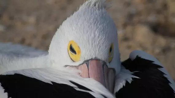 Pelican's Nest | Batı Avustralya - Kalbarri