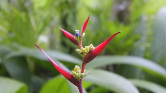 Loma Real Hotel and Hot Springs | Alajuela (ili) - San Carlos (kantonu) - La Fortuna