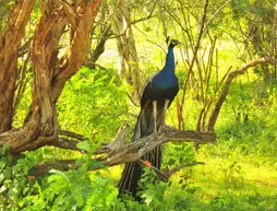 Beddegama Ecopark - Yala | Monaragala Bölgesi - Kataragama