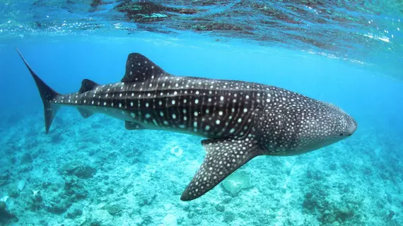 Whale Shark Inn Maldives | Maldivler - Güney Ari Mercan Adası - Maamigili