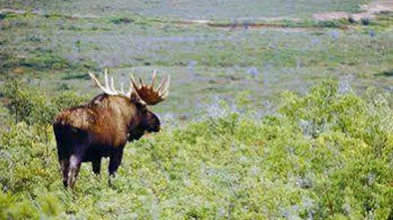 Buttes Bethel Farm B and B | Alaska - Anchorage (ve civarı) - Palmer