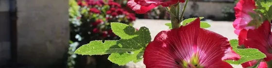 Chambres d'Hôtes du Jardin | Nouvelle-Aquitaine - Charente-Maritime (bölge) - Montendre