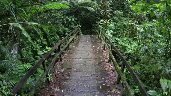 Chachagua Rainforest Eco Lodge | Alajuela (ili) - San Carlos (kantonu) - El Castillo - Chachagua