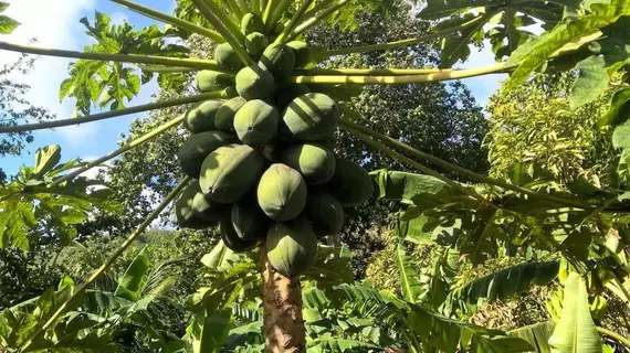 Cocotier du Rocher | Seyşeller - La Digue - La Passe