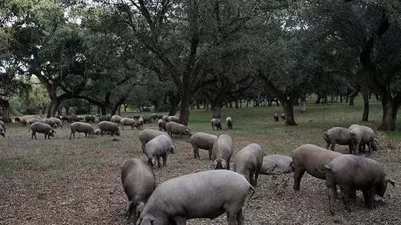 Hotel Sierra de Aracena | Andalucia - Huelva (vilayet) - Sierra de Aracena - Aracena