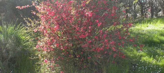 Agriturismo Le Rose | Umbria - Perugia (vilayet) - Castiglione del Lago