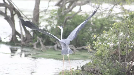 Mahoora Tented Safari Camp - Bundala | Southern Province - Hambantota Bölgesi - Hambantota