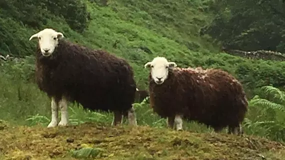 Mill Dam Cottage | Cumbria (kontluk) - Coniston