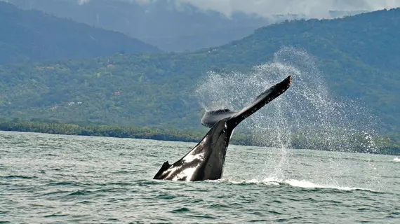 Cristal Ballena | San Jose (ili) - Dominical (ve civarı) - Ballena