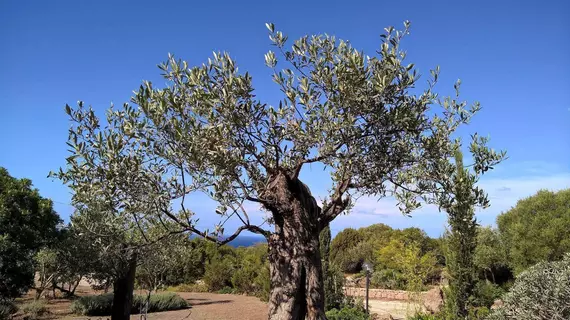 Arcamyrtus | Sardinya - Sassari - Algero