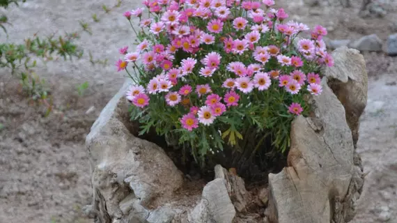 Floralia | Ege Adaları - Santorini