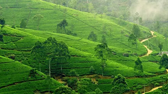 Lake View Comfort Bungalow | Merkez Vilayet - Nuwara Eliya Bölgesi - Nuwara Eliya