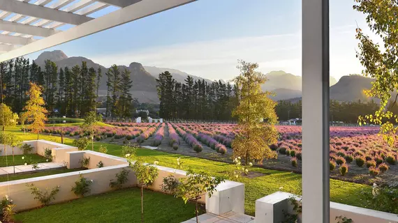 Lavender Farm Guest House | Western Cape (il) - West Coast DC - Drakenstein - Cape Town (ve civarı) - Franschhoek