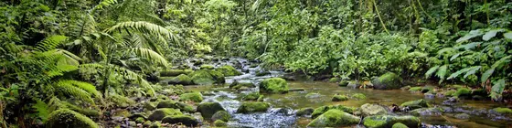 Chachagua Rainforest Eco Lodge | Alajuela (ili) - San Carlos (kantonu) - El Castillo - Chachagua