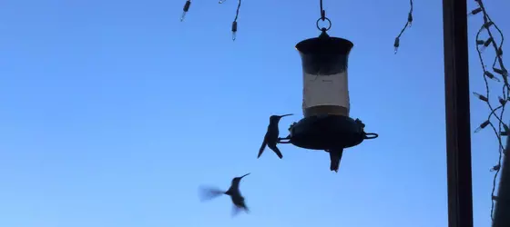 Hospedaje El Colibri | Guanajuato - San Miguel de Allende