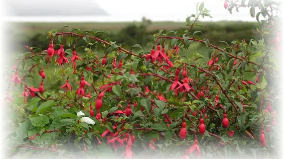 Gorman's Clifftop House & Restaurant | Kerry (kontluk) - Ballydavid