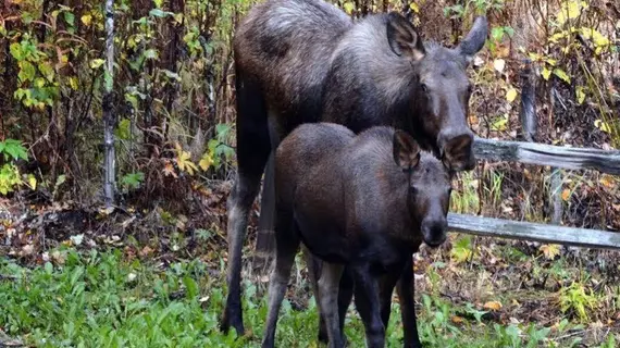 Moose Wallow Cabins | Alaska - Anchorage (ve civarı) - Palmer