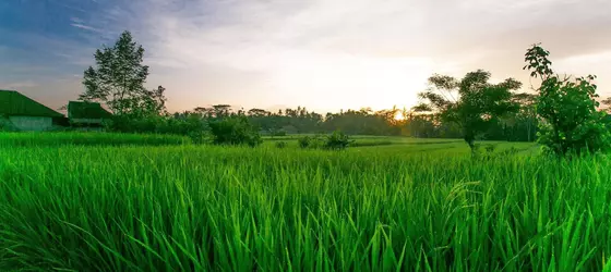 Pesantian Villa & Warung | Bali - Ubud