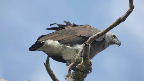 Mahoora Tented Safari Camp - Bundala | Southern Province - Hambantota Bölgesi - Hambantota