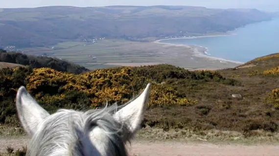 Exmoor Owl & Hawk Centre | Somerset - Minehead - Allerford