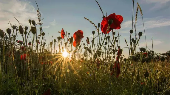 Hay Meadow Farm | Devon (kontluk) - Beaworthy