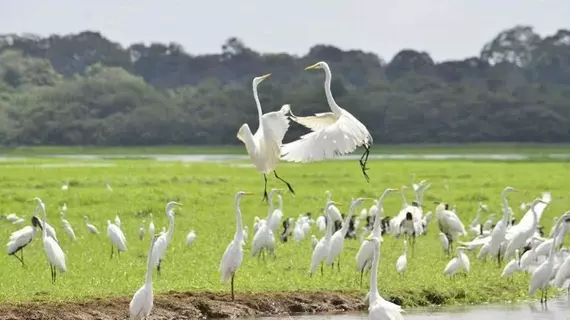 Cano Negro Wetlands Lodge | Alajuela (ili) - Los Chiles