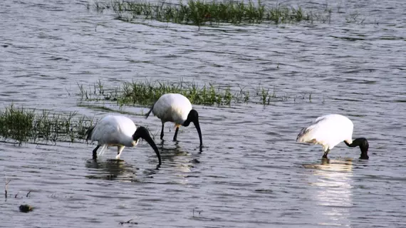 Mahoora Tented Safari Camp - Bundala | Southern Province - Hambantota Bölgesi - Hambantota