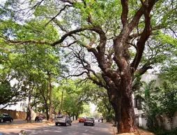 Colombo Villa at Cambridge Place | Colombo Bölgesi - Colombo - Cinnamon Gardens