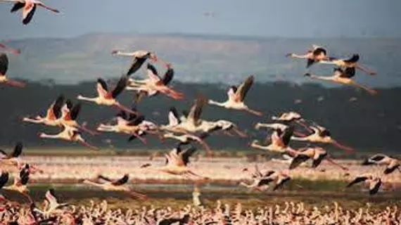 Sarova Lion Hill Game Lodge | Nakuru İlçesi - Nakuru (ve civarı) - Nakuru