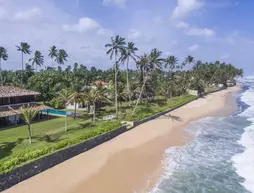 Frangipani Tree | Southern Province - Galle Bölgesi - Unawatuna