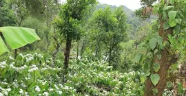 Yedamakky Cottage | Karnataka - Kodagu - Virajpet