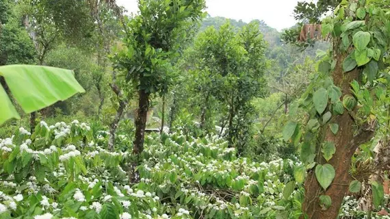 Yedamakky Cottage | Karnataka - Kodagu - Virajpet