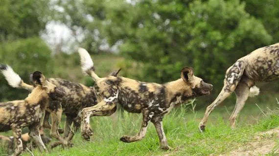 Inyati Game Lodge | Mpumalanga - Mbombela - Kruger National Park