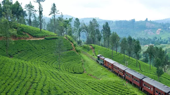 Ceylon Tea Trails | Merkez Vilayet - Nuwara Eliya Bölgesi - Hatton