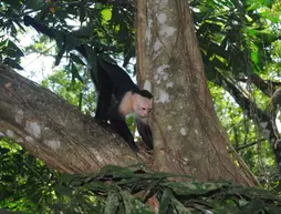 Jungle Beach Hotel Manuel Antonio | Puntarenas (ili) - Quepos (ve civarı) - Manuel Antonio