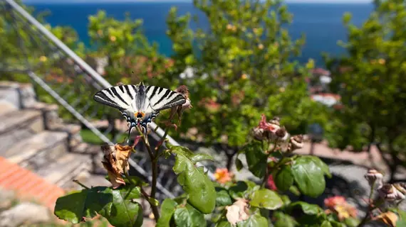 Le Terrazze Appartamenti Vacanze | Liguria - Imperia (il) - Sanremo