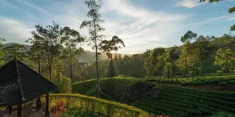 Ceylon Tea Trails