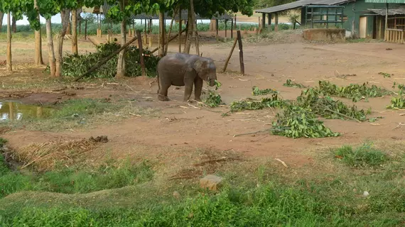 Nil Diya Mankada Safari Lodge | Monaragala Bölgesi - Udawalawa