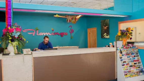 The Flamingo Resort - Gay Adult Resort | Florida - St. Petersburg - Clearwater (ve civarı) - St. Petersburg