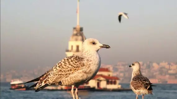 Metin Han |  Istanbul  - Fatih - Eski Şehir Merkezi