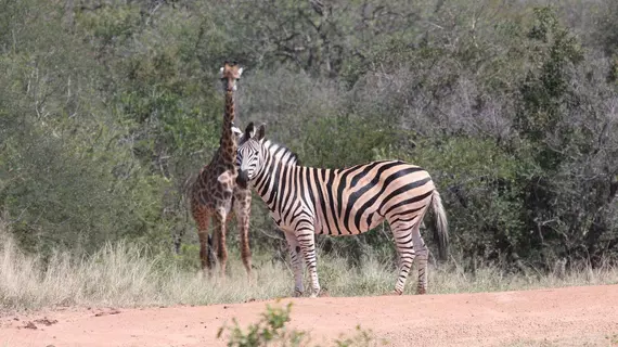 Tshukudu Game Lodge | Limpopo - Maruleng - Hoedspruit