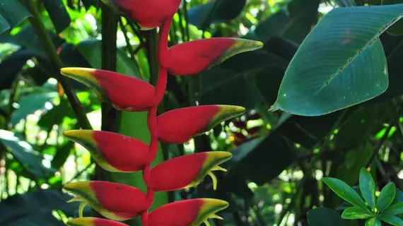 Las Orquideas | Alajuela (ili) - San Carlos (kantonu) - La Fortuna