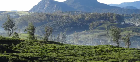 Senani Colonial Holiday Bungalow | Merkez Vilayet - Nuwara Eliya Bölgesi - Nuwara Eliya