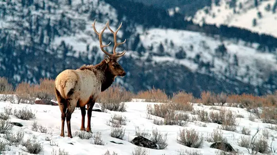 Mount Aurora Lodge | Alaska - Fairbanks (ve civarı) - Fairbanks